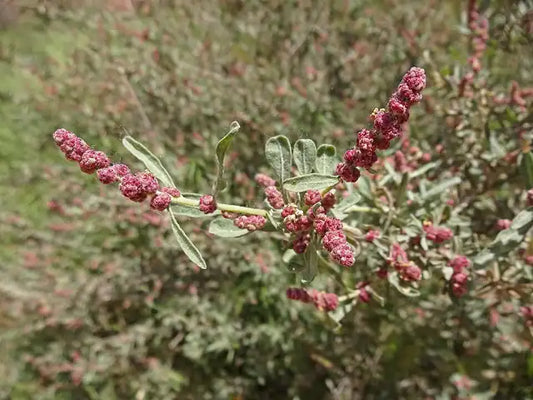 Four-wing Saltbush