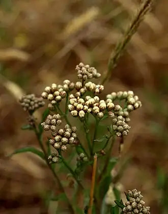 Marsh Baccharis