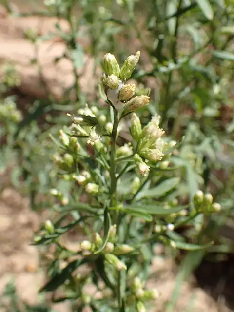 Emoryâ€™s Baccharis
