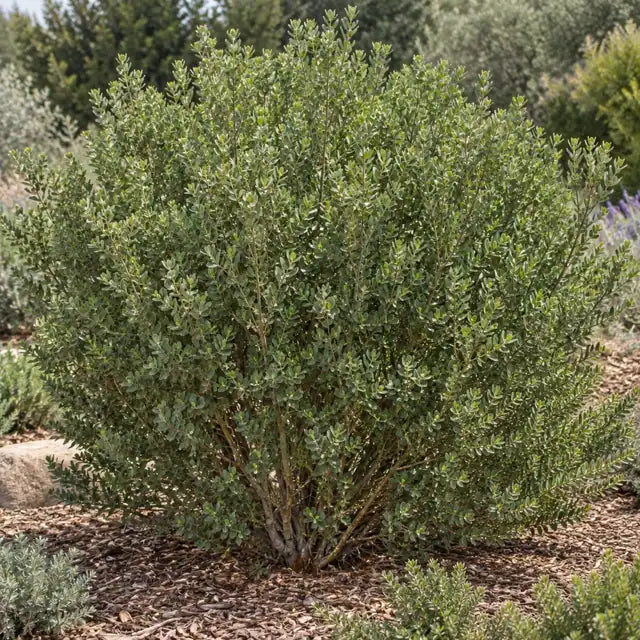Coyote Brush â€” AI reference illustration; actual stock varies