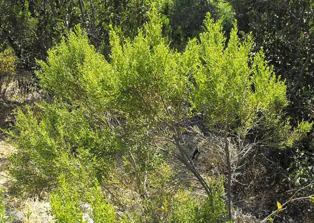 Desert Broom