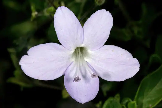 Bush Violet