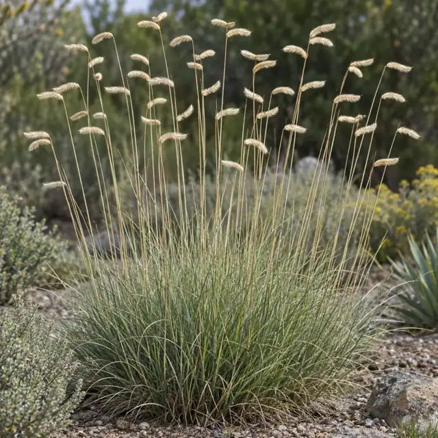 Blue Gamma Grass Selection Â· Blonde Ambition â€” AI reference illustration; actual stock varies