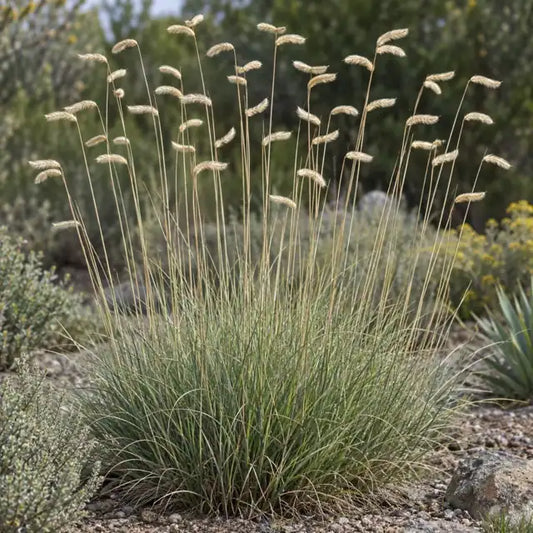Blue Gamma Grass Selection Â· Blonde Ambition â€” AI reference illustration; actual stock varies