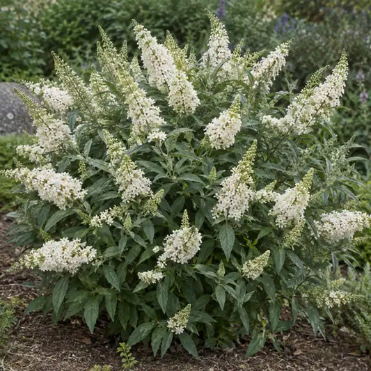 Dwarf Butterfly Bush - White Â· Buzzâ„¢ Ivory â€” AI reference illustration; actual stock varies
