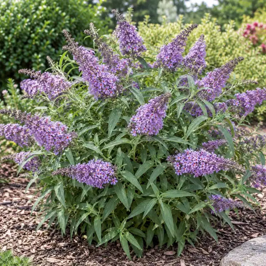 Dwarf Butterfly Bush Â· Buzzâ„¢ Lavender â€” AI reference illustration; actual stock varies