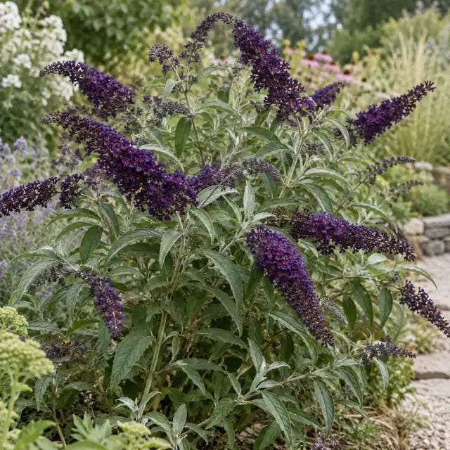 Dwarf Butterfly Bush Â· Buzzâ„¢ Midnight â€” AI reference illustration; actual stock varies