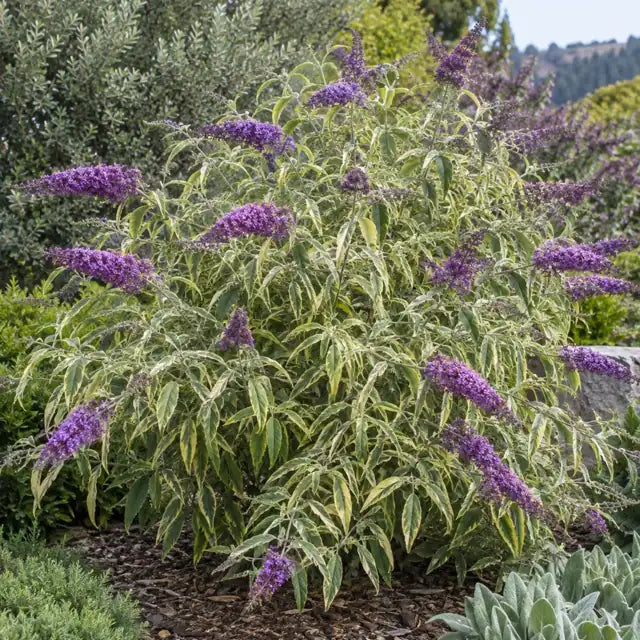 Variegated Butterfly Bush Â· Harlequin â€” AI reference illustration; actual stock varies