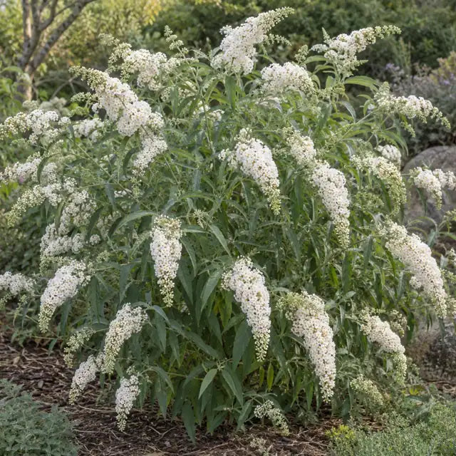 White Butterfly Bush Â· White Profusion â€” AI reference illustration; actual stock varies