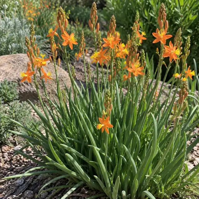 Bulbine frutescens 'Hallmark' â€” AI reference illustration; actual stock varies