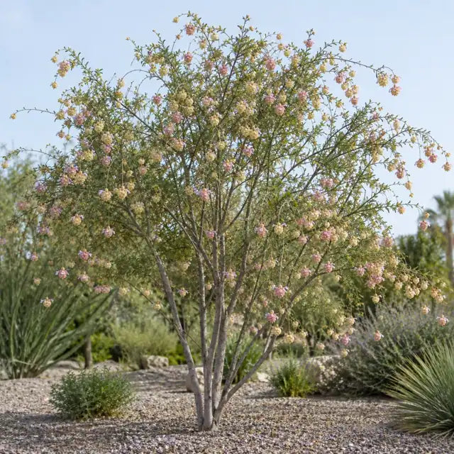 Baja Tree Verbena â€” AI reference illustration; actual stock varies