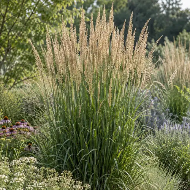 Feather Reed Grass Â· Karl Foerster â€” AI reference illustration; actual stock varies