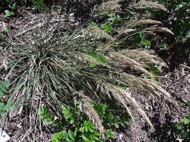 Leafy Reedgrass, Cape Mendocino Reedgrass
