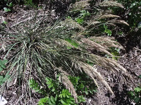 Leafy Reedgrass, Cape Mendocino Reedgrass
