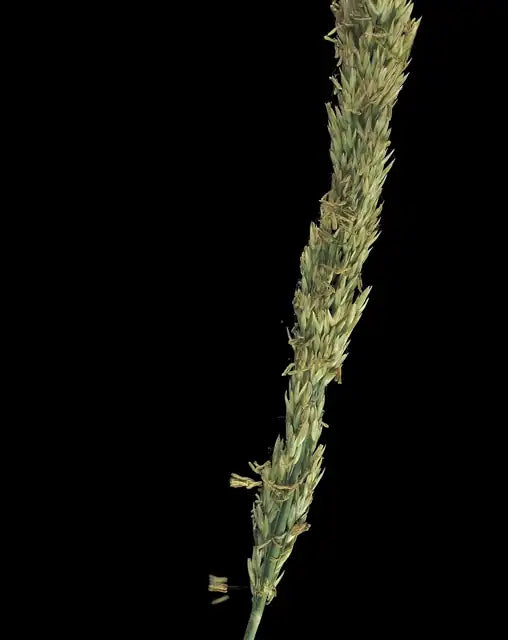 Pacific Reed Grass
