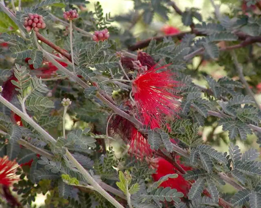 Red Fairy Duster