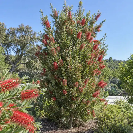 Slim Bottlebrush Â· CV01 â€” AI reference illustration; actual stock varies