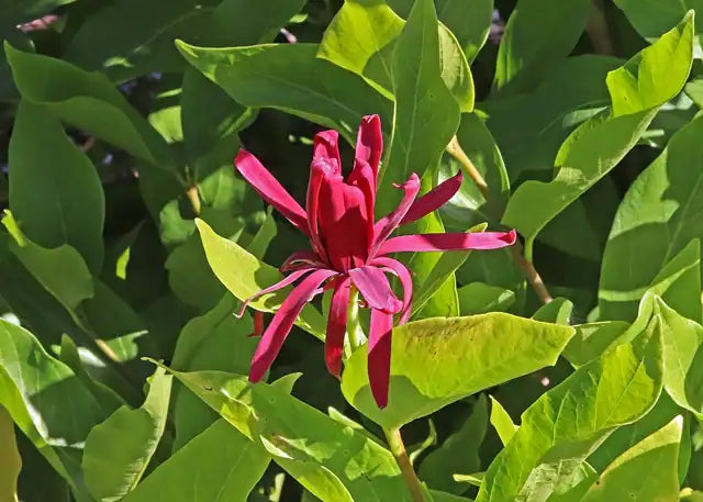 Spicebush