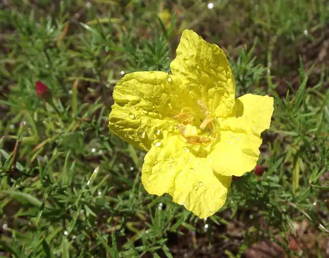 Sundrops
