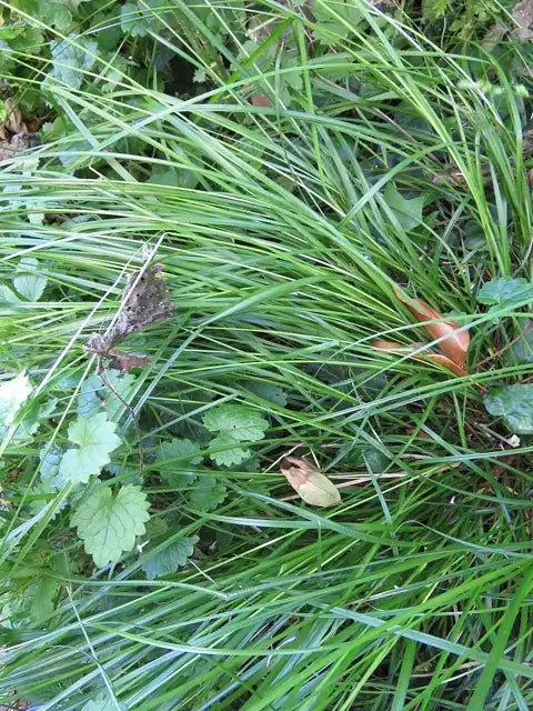 Grey Sedge