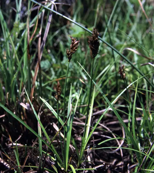 California Meadow Sedge