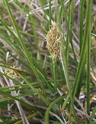 Meadow Sedge