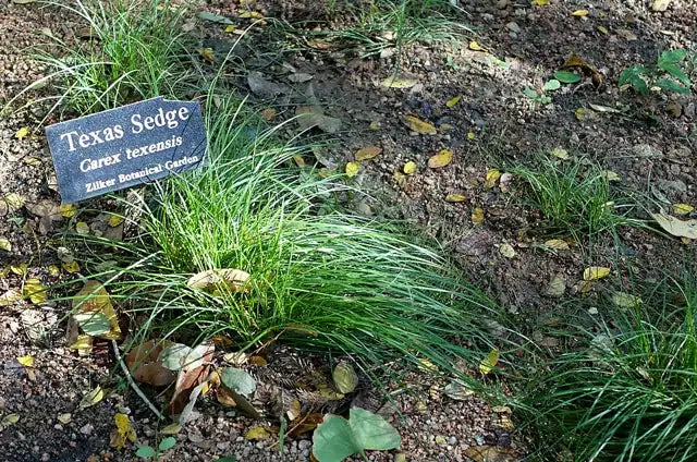 Catlin Sedge