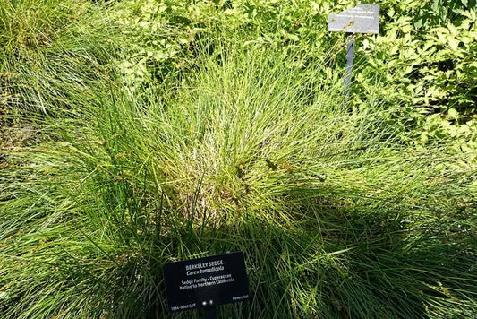 Berkeley Sedge