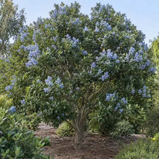 Feltleaf Ceanothus Hybrid â€” AI reference illustration; actual stock varies
