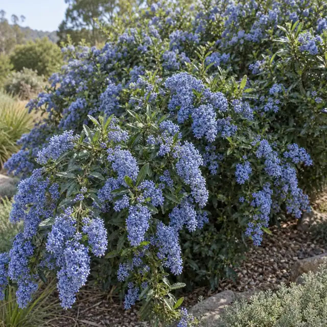 Wild Lilac Hybrid Â· Blue Cascade â€” AI reference illustration; actual stock varies