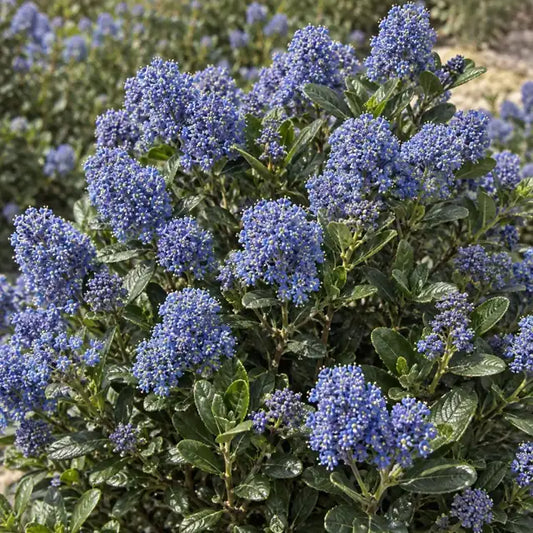 Wild Lilac Hybrid Â· Frosty Blue â€” AI reference illustration; actual stock varies