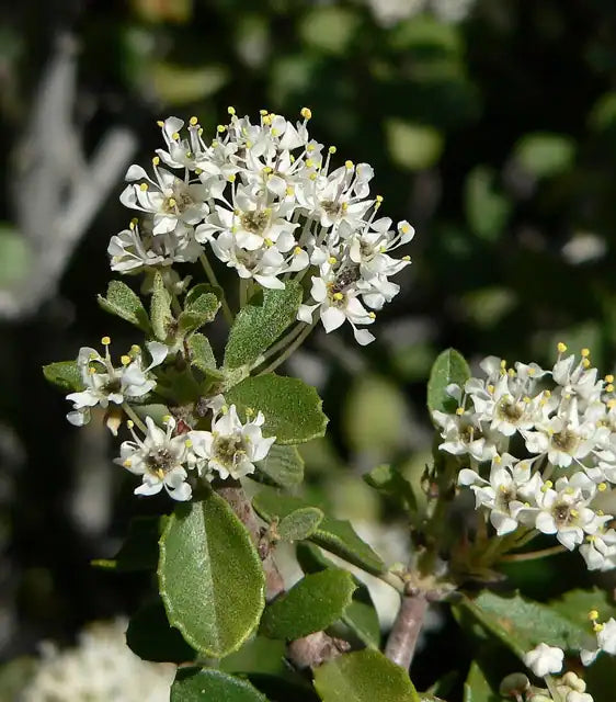 Mojave Ceanothus
