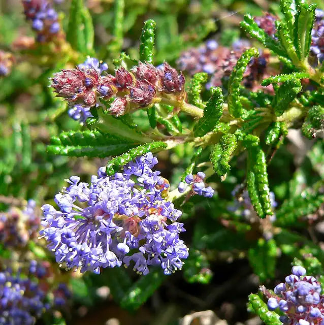 San Simeon Ceanothus