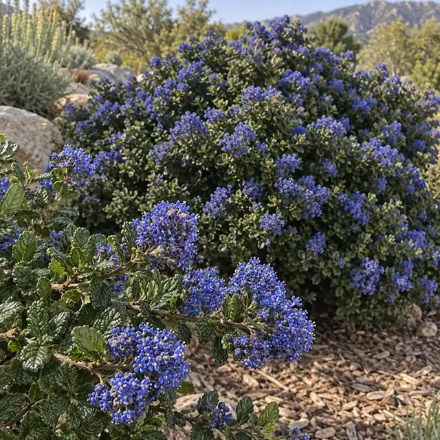 Wild Lilac Hybrid Â· Julia Phelps â€” AI reference illustration; actual stock varies