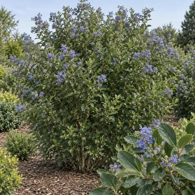 Hairy Ceanothus â€” AI reference illustration; actual stock varies