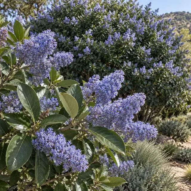 Wild Lilac Hybrid Â· Ray Hartman â€” AI reference illustration; actual stock varies