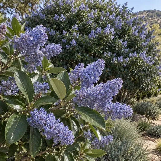 Wild Lilac Hybrid Â· Ray Hartman â€” AI reference illustration; actual stock varies