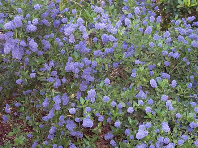 Wild Lilac Selection Â· Skylark
