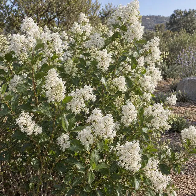 Wild Lilac Selection Â· Snow Flurry â€” AI reference illustration; actual stock varies