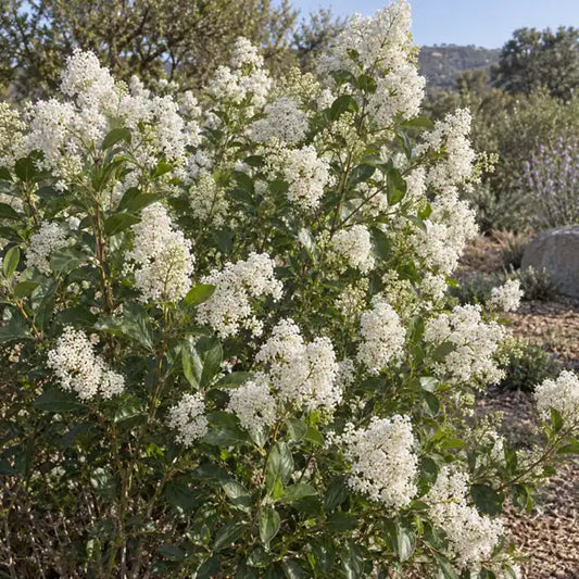 Wild Lilac Selection Â· Snow Flurry â€” AI reference illustration; actual stock varies