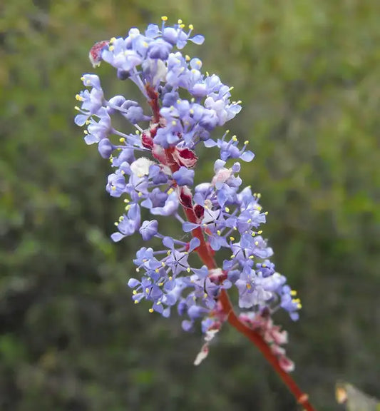 Wild Lilac Selection