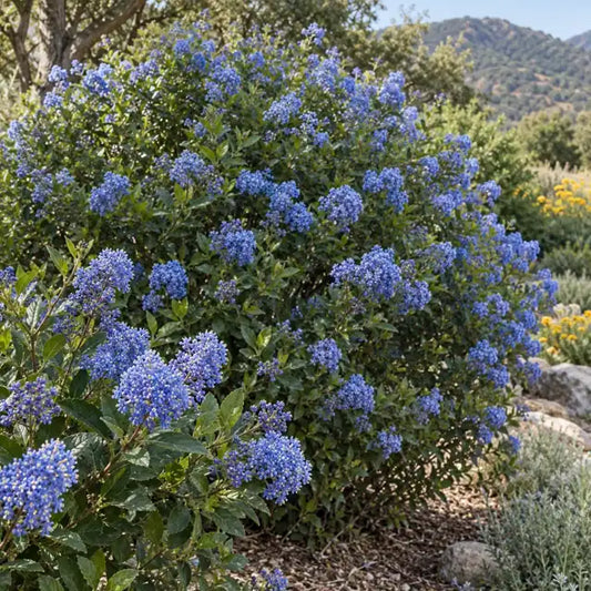 Wild Lilac Hybrid Â· Wheeler Canyon â€” AI reference illustration; actual stock varies