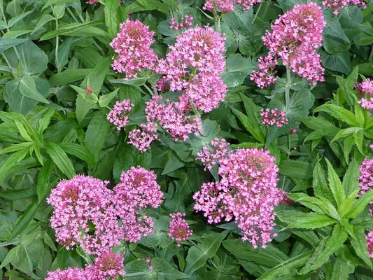 Red Valerian