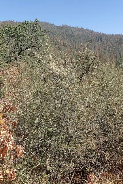 Mountain Mahogany