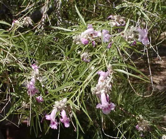 Desert Willow