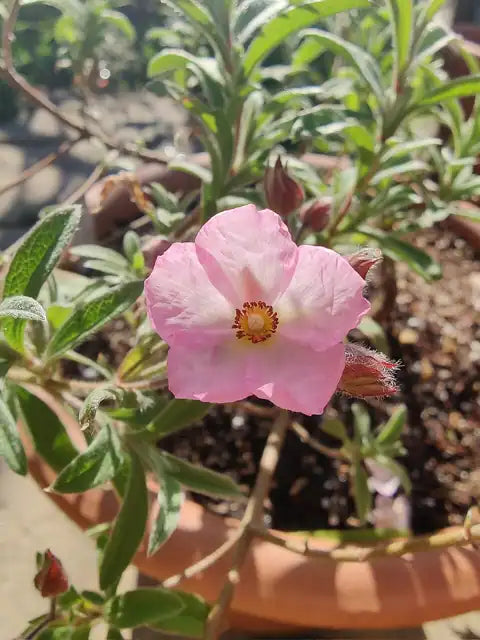 Pink Rockrose