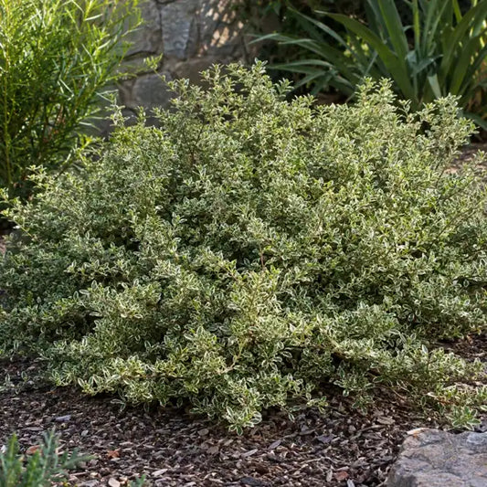 Variegated Coprosma Â· Variegata â€” AI reference illustration; actual stock varies