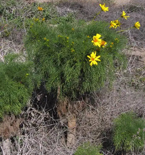 Giant Coreopsis