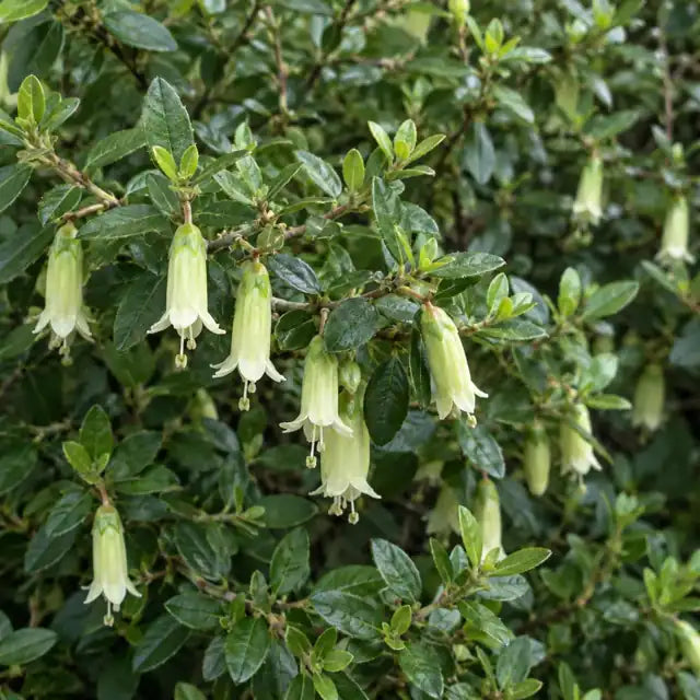 Australian Fuchsia Selection Â· Coliban River â€” AI reference illustration; actual stock varies