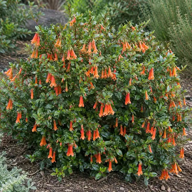 Tangerine Australian Fuchsia Â· Ray â€” AI reference illustration; actual stock varies